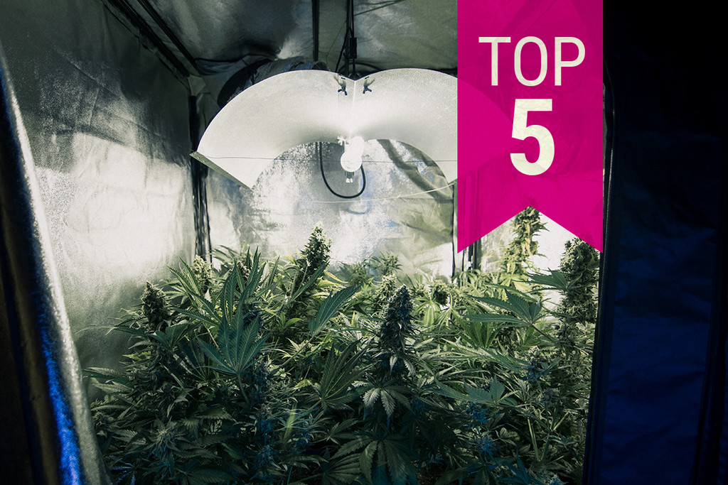 Topp 5 Cannabissorter med låg doft för att hålla lukten under kontroll