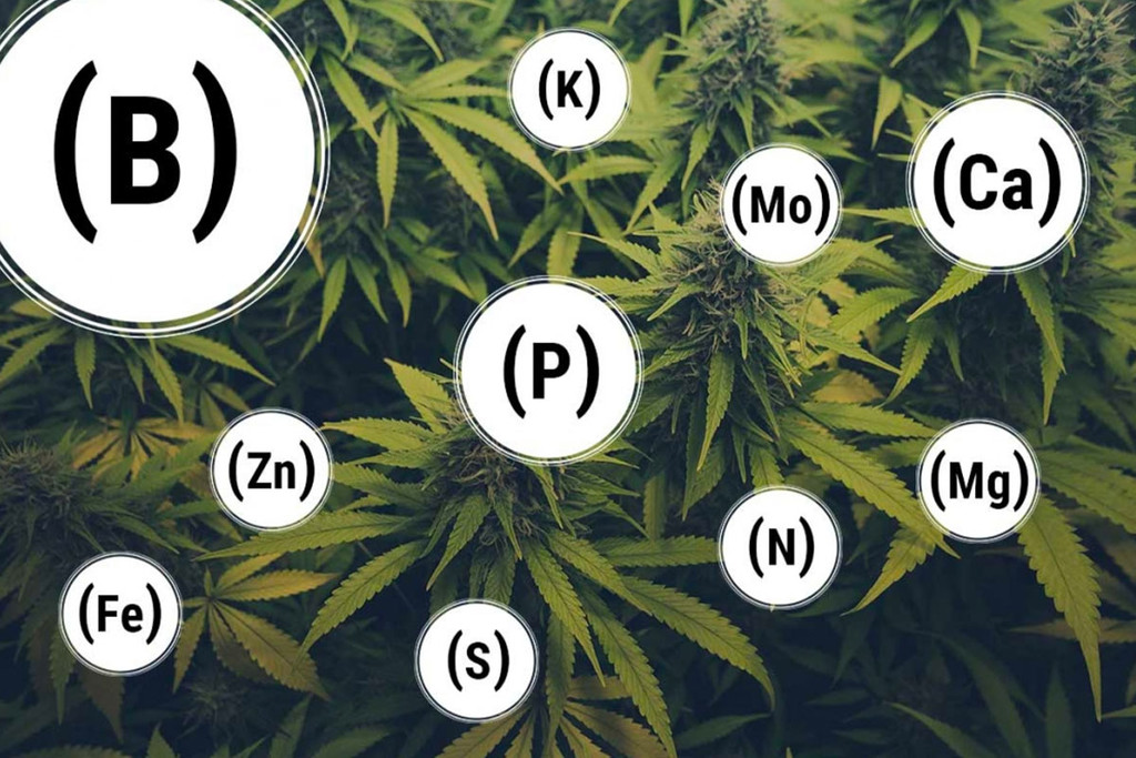 Hur man förhindrar och åtgärdar varje näringsbrist hos cannabis