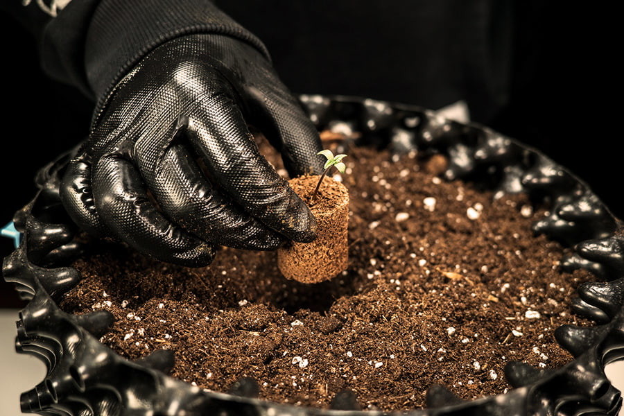 Hur och när man ska omplantera cannabisplantor