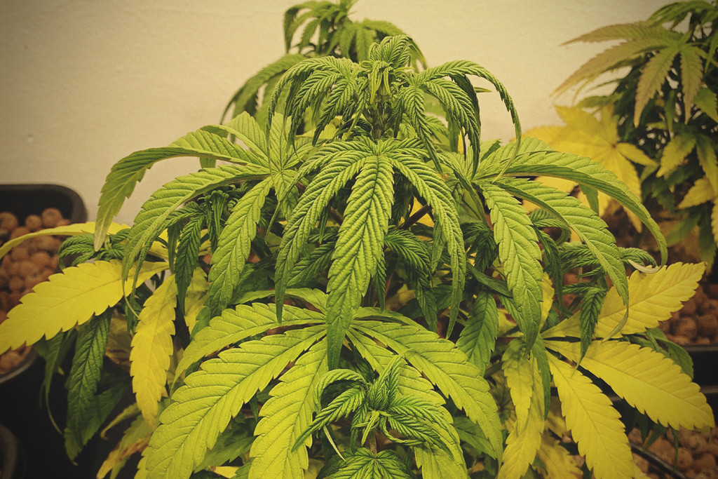 Hur man återupplivar en sjuk cannabisplanta