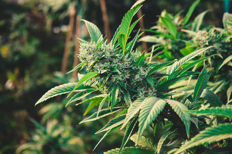 Hur man odlar cannabis utomhus under 2021