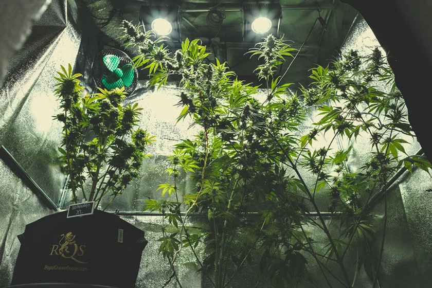 En fullständig guide för odling av cannabis inomhus