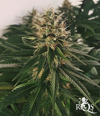 Shining Silver Haze Shining Silver Haze