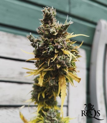 Royal Dwarf Royal Dwarf