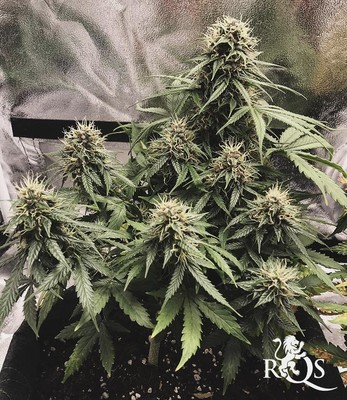 Royal Dwarf Royal Dwarf