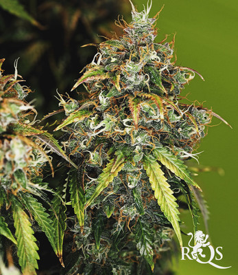 Royal Haze Auto Royal Haze Auto