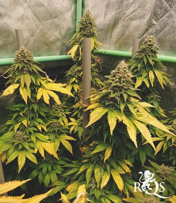 Feminized Mix Feminized Mix