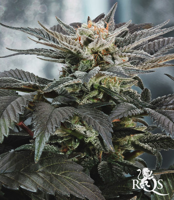 Feminized Mix Feminized Mix