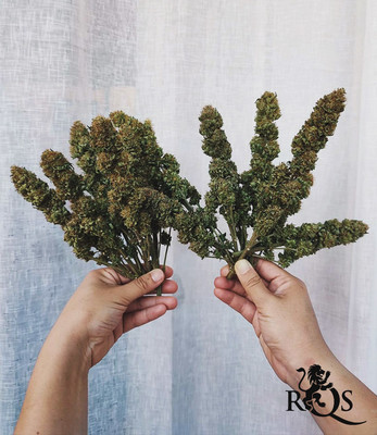 Feminized Mix Feminized Mix