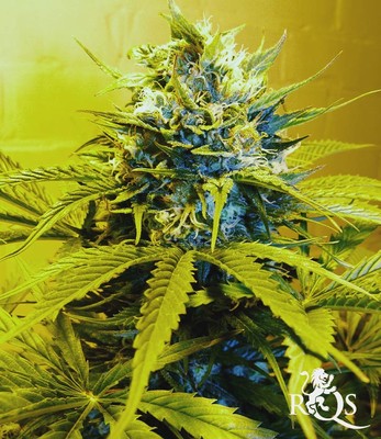 Royal Cheese (Snabbt Blommande) Royal Cheese (Snabbt Blommande)