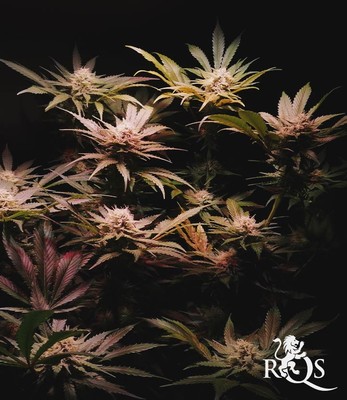 Royal Cheese (Snabbt Blommande) Royal Cheese (Snabbt Blommande)