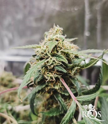 Honey Cream (Fast Flowering) Honey Cream (Fast Flowering)