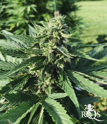 Honey Cream (Fast Flowering) Honey Cream (Fast Flowering)