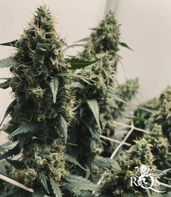 Honey Cream (Fast Flowering) Honey Cream (Fast Flowering)