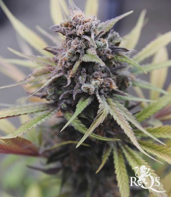 Somango XL Somango XL