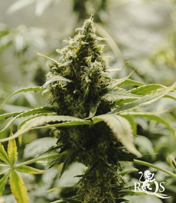 Somango XL Somango XL