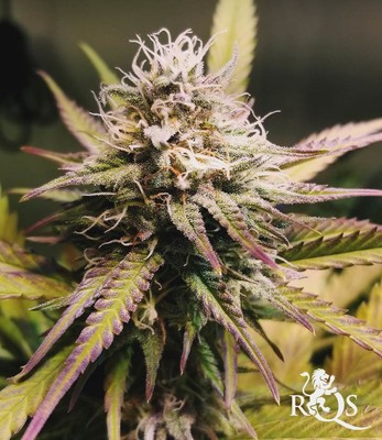 Candy Kush Express (Snabblomstrande) Candy Kush Express (Snabblomstrande)