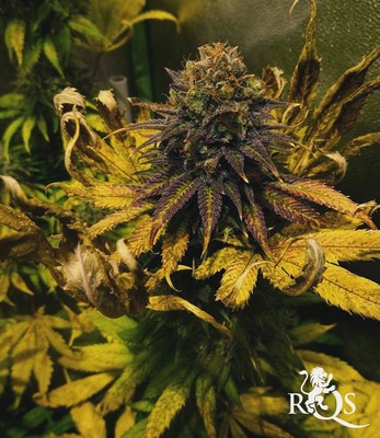 Candy Kush Express (Snabblomstrande) Candy Kush Express (Snabblomstrande)