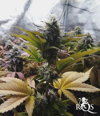 Candy Kush Express (Snabblomstrande) Candy Kush Express (Snabblomstrande)