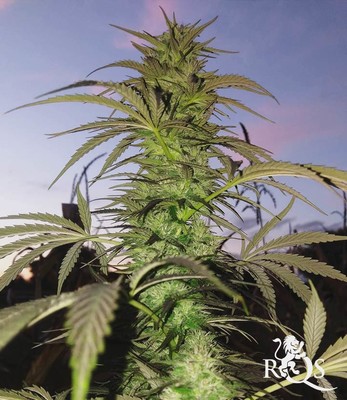 Candy Kush Express (Snabblomstrande) Candy Kush Express (Snabblomstrande)