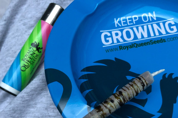 Royal Queen Seeds Askfat Royal Queen Seeds Askfat