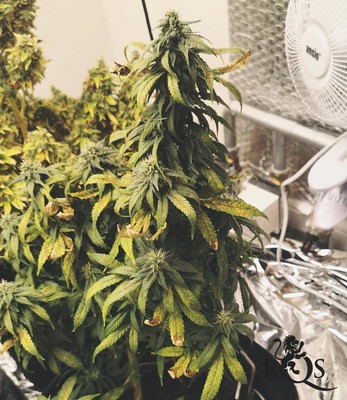 CBD Mix CBD Mix