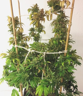CBD Mix CBD Mix