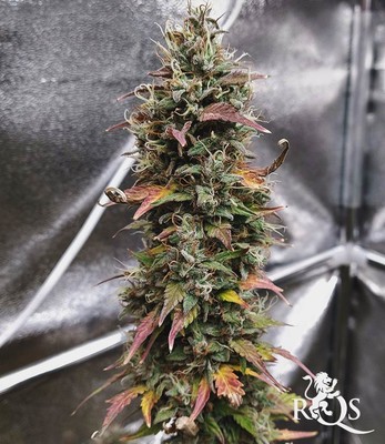 Stress Killer Automatic CBD Stress Killer Automatic CBD