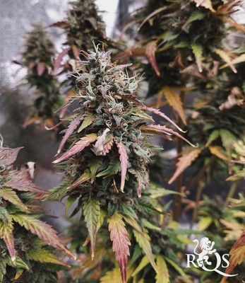 Stress Killer Automatic CBD Stress Killer Automatic CBD