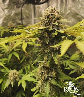 Cookies Gelato Cookies Gelato