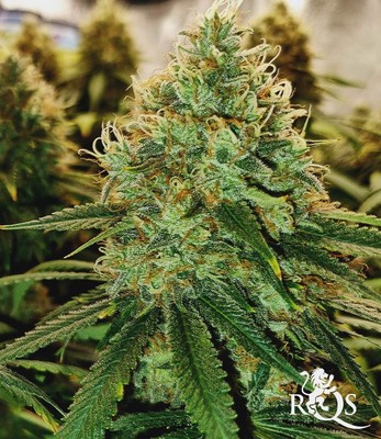 Cookies Gelato Cookies Gelato