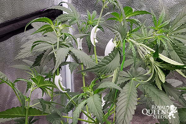 LST Växtträningsklämmor