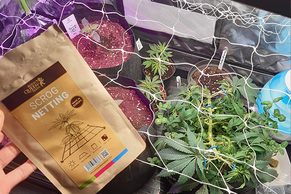ScrOG-nät ScrOG-nät