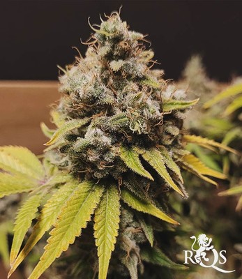 Wedding Crasher Wedding Crasher