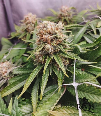 Wedding Crasher Wedding Crasher