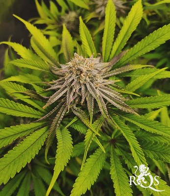 Royal Runtz Royal Runtz