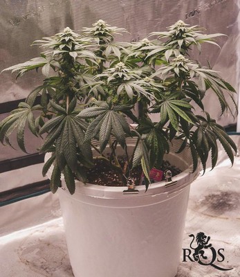 Blue Gelato Blue Gelato