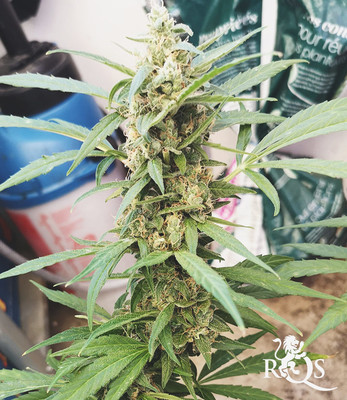 Royal Runtz Auto Royal Runtz Auto