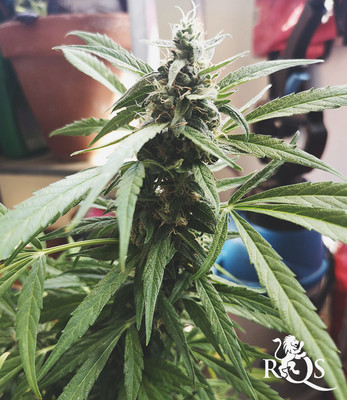 Royal Runtz Auto Royal Runtz Auto