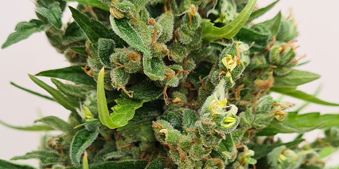 Vanliga cannabis frön