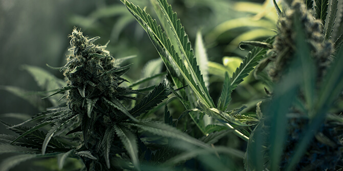 5 More resistant Strains