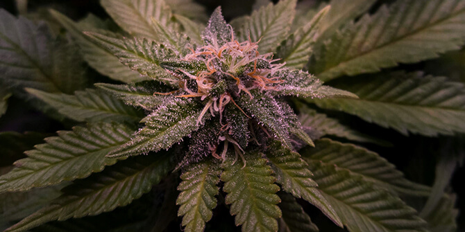 White Widow: The Strain of Success